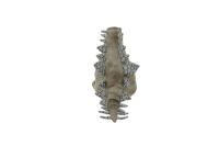 Stegosaurus Hand Puppet (GDL22021-1A)