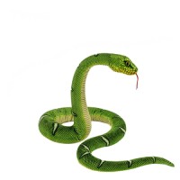 Tree Boa Snake