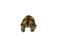 Tortoise Plush (GDX9031-2B)