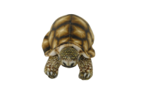 Tortoise Plush (GDX9031-2B)