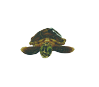 Turtle plush keyholder GDX8040-2
