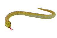 Albino Burmese Python