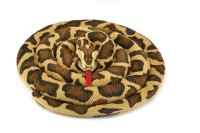 Plush Burmese Python